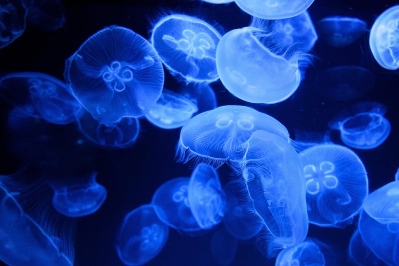 Marine Life