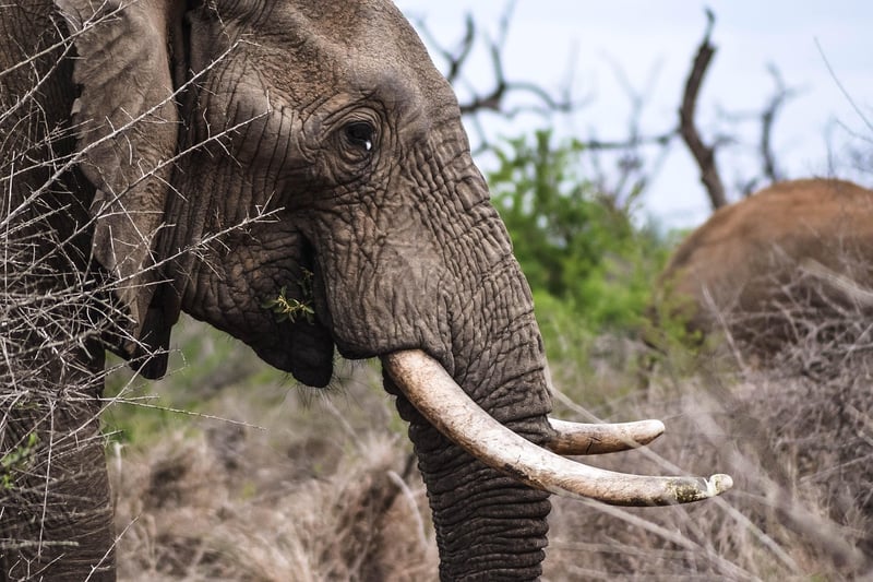 Elephants in Savanna