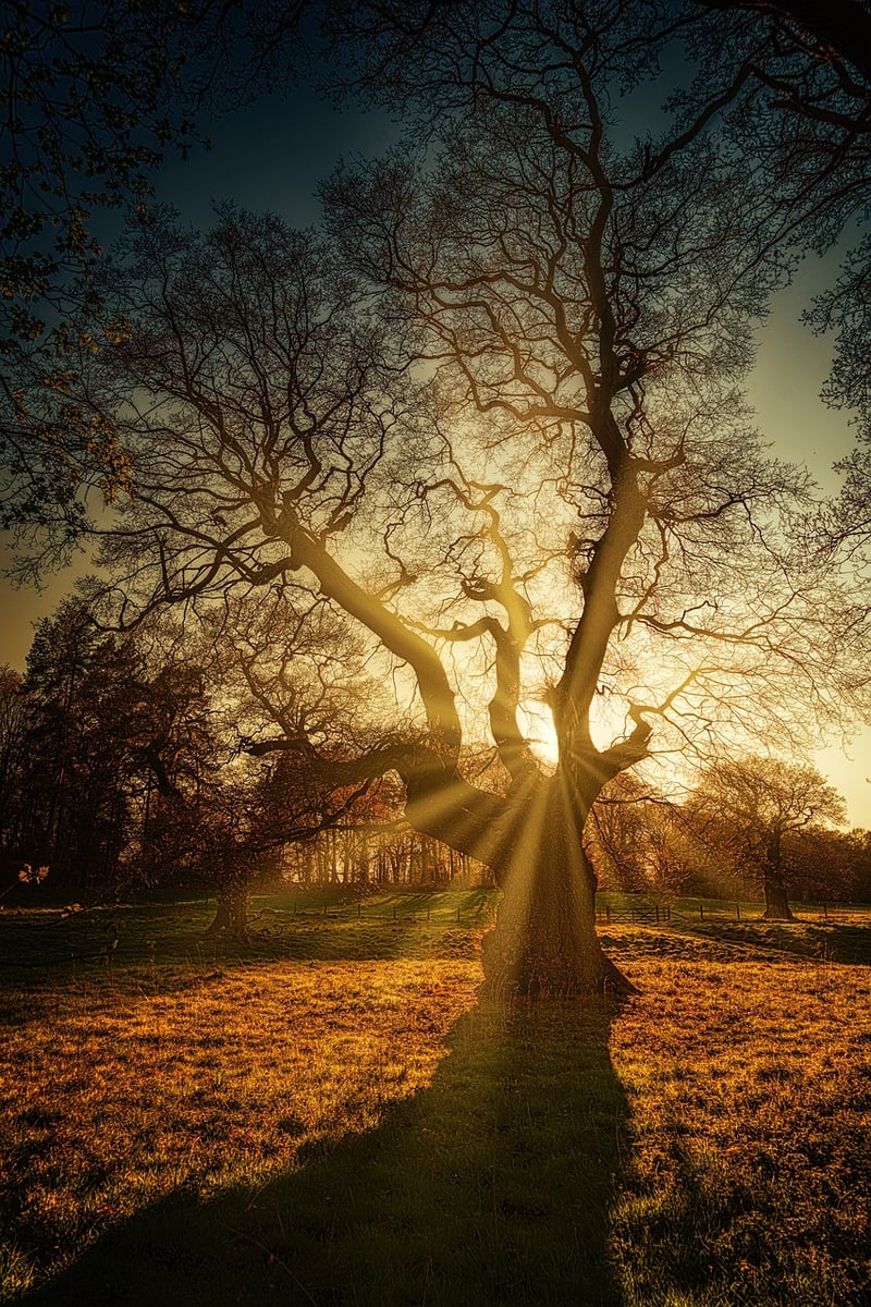 Enchanted Forest