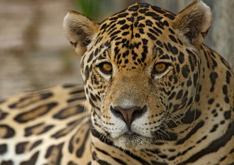 Jaguar in Rainforest