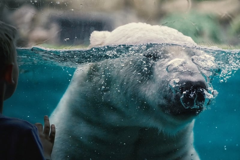 Polar Bear in Arctic