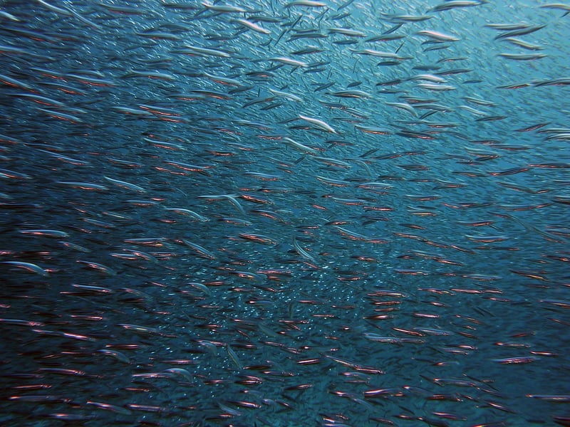 Coral Reef Marine Life